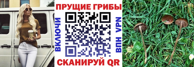 Галлюциногенные грибы мицелий  Орлов 